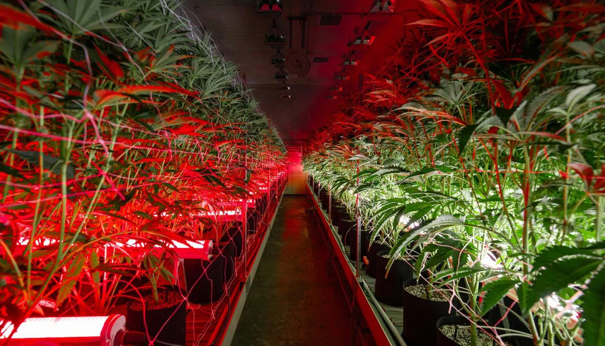 wide beam under canopy grow lights.jpg